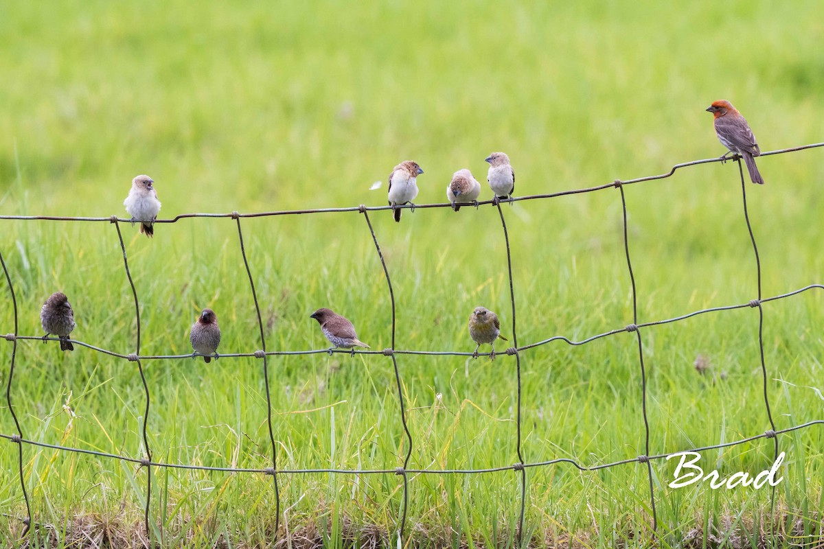 Scaly-breasted Munia - ML66882141