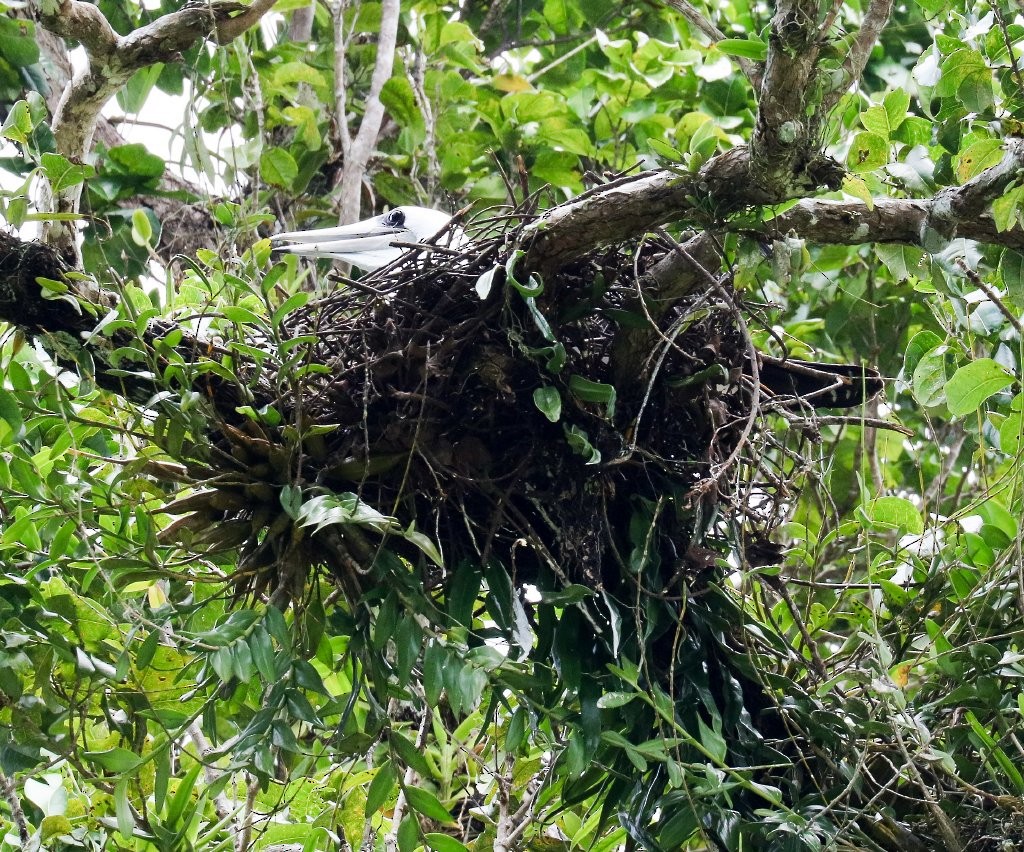 Abbott's Booby - ML66883261