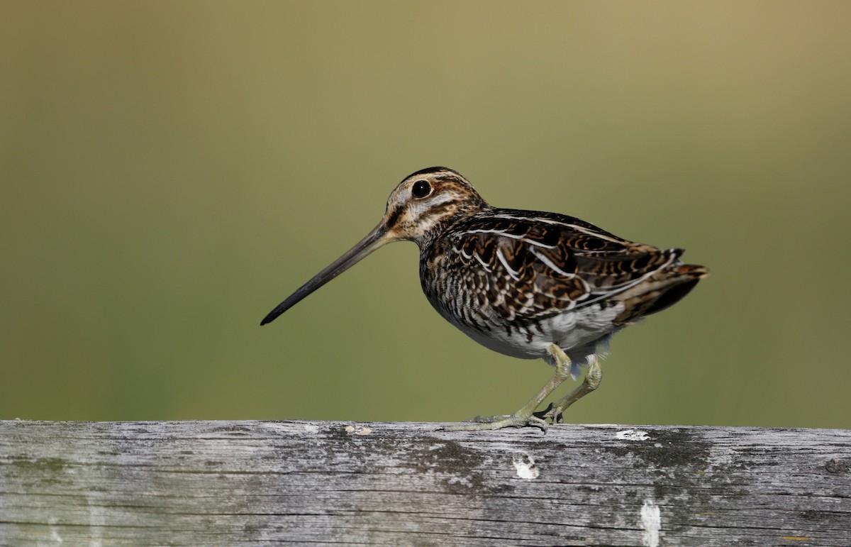 Wilson's Snipe - Jay McGowan