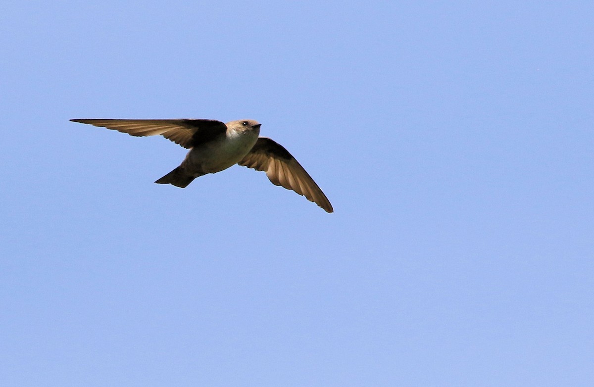 Eurasian Crag-Martin - ML66883401