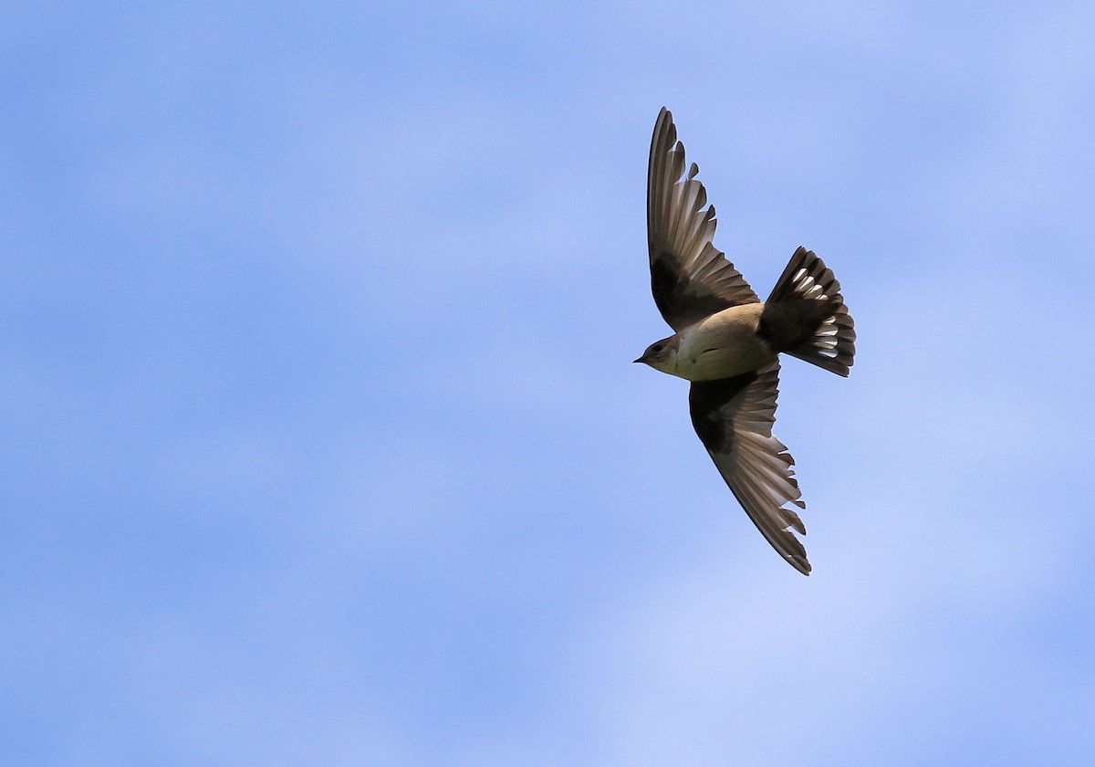 Eurasian Crag-Martin - Patrick MONNEY