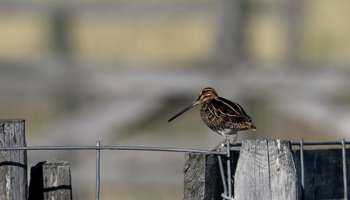 Wilson's Snipe - ML66883421