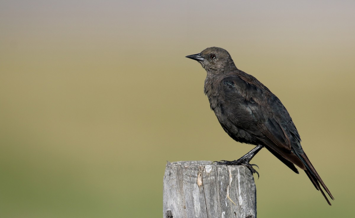 Brewer's Blackbird - ML66883481