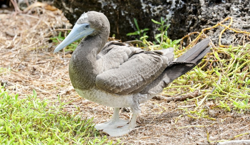 Brown Booby - Hickson Fergusson