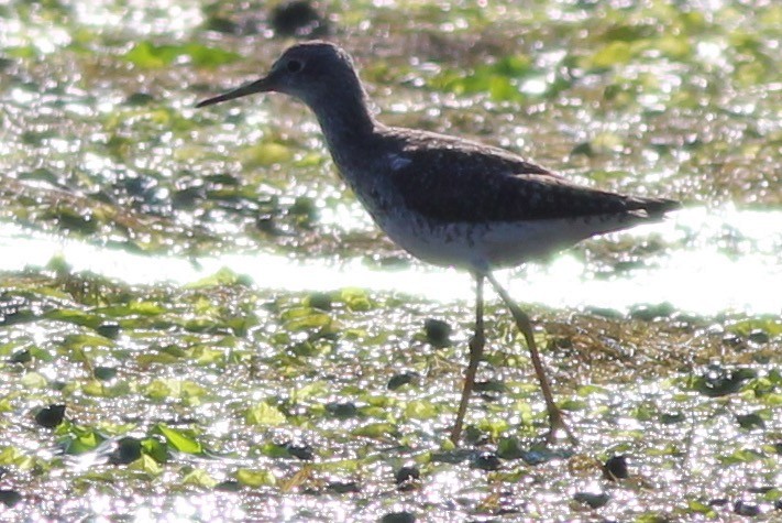 Lesser Yellowlegs - Sequoia Wrens