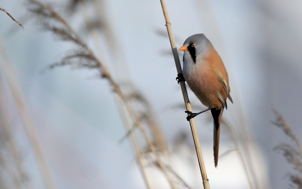 Bearded Reedling - ML66884011