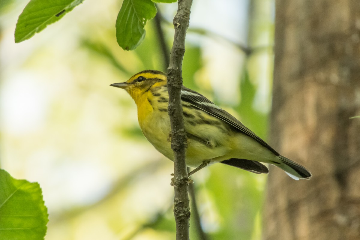 Blackburnian Warbler - Darryl Ryan