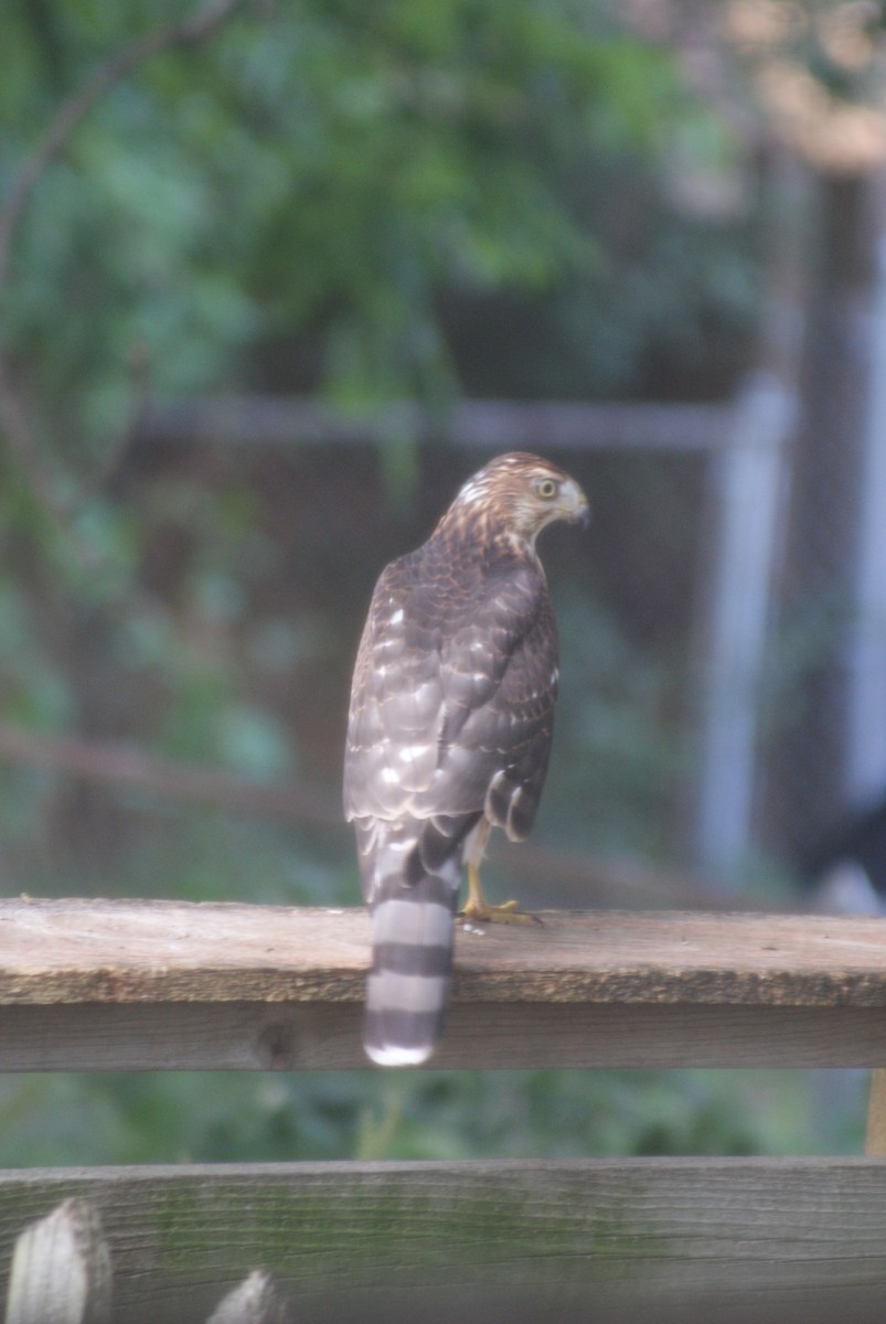 Cooper's Hawk - Ethan Kibbey