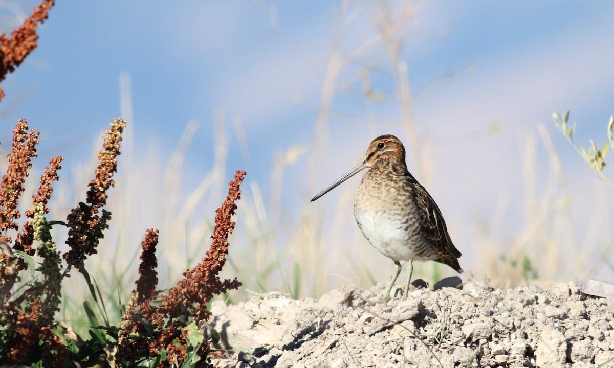 Wilson's Snipe - Jay McGowan