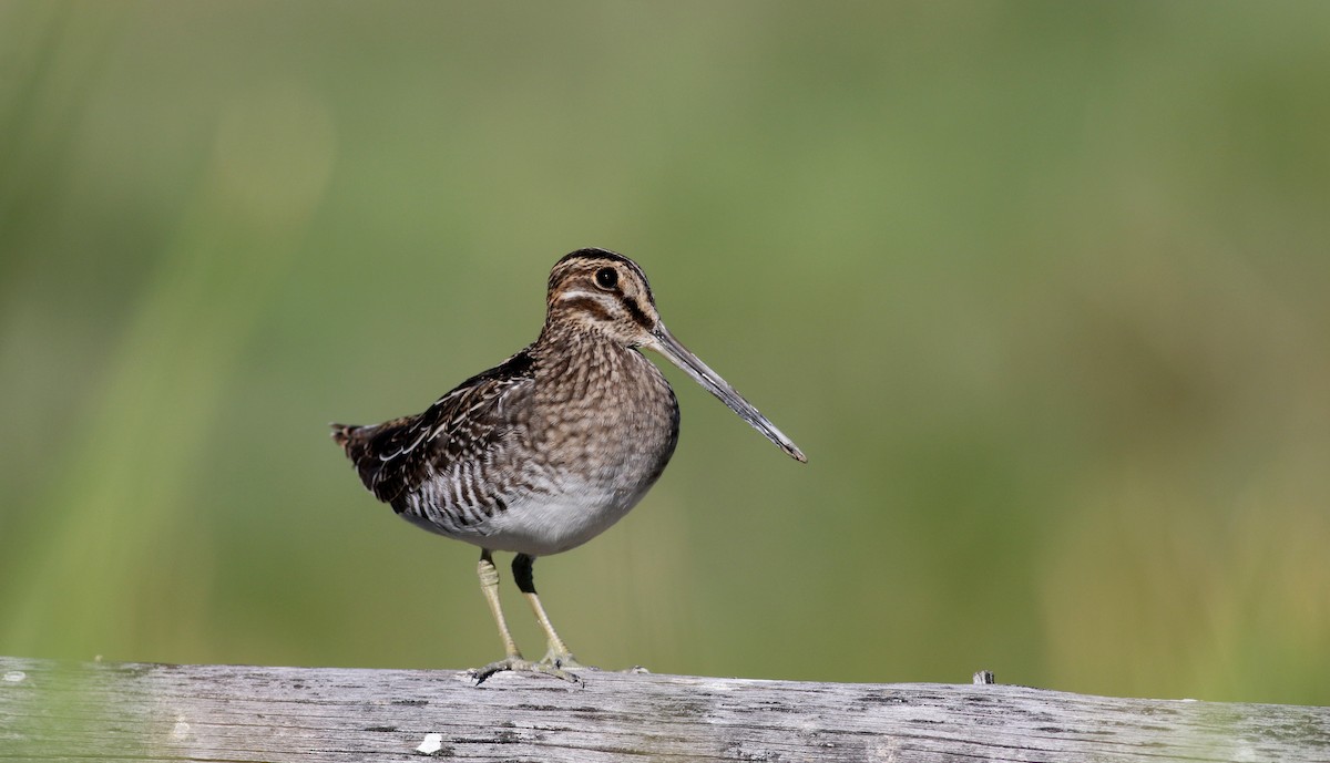 Wilson's Snipe - ML66885961