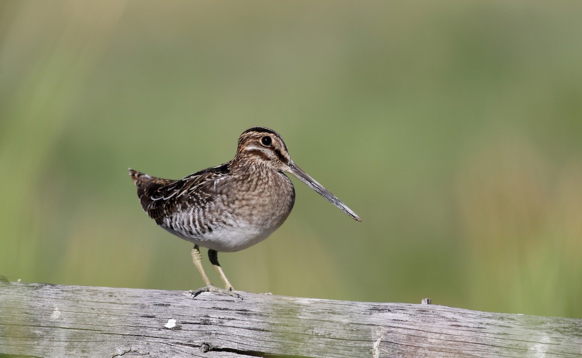 Wilson's Snipe - ML66885991