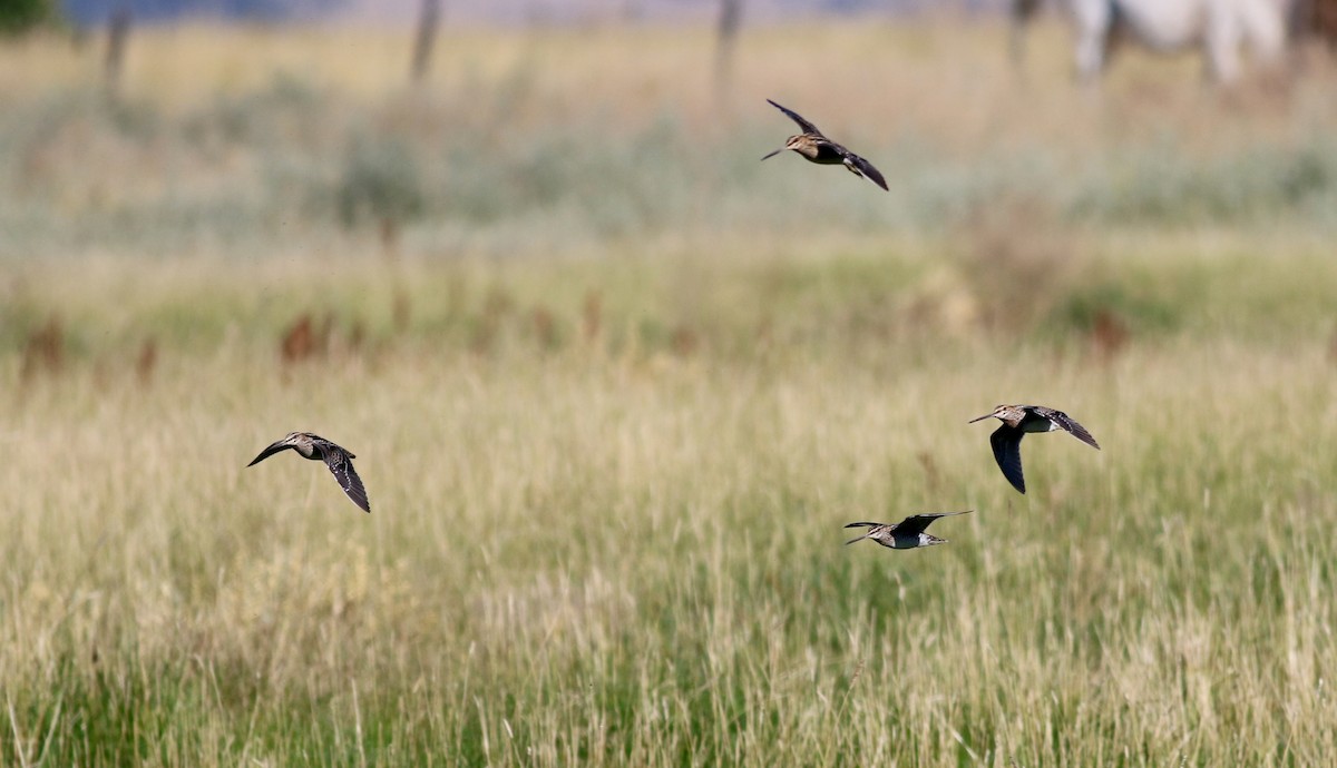 Wilson's Snipe - ML66886641