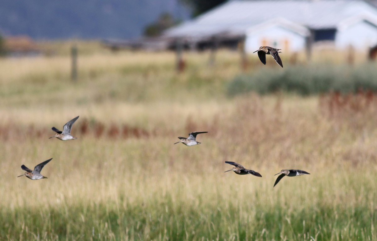 Wilson's Snipe - ML66886651