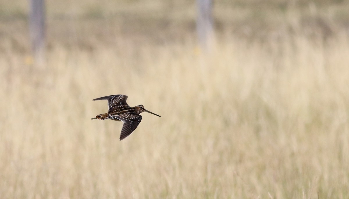 Wilson's Snipe - ML66886701