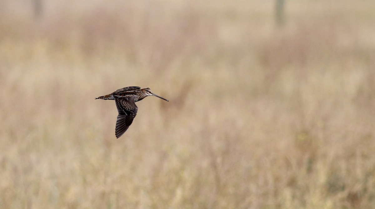 Wilson's Snipe - Jay McGowan