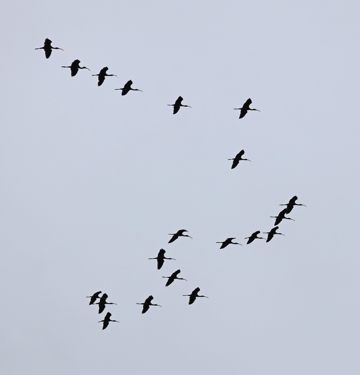 ibis americký - ML66890441