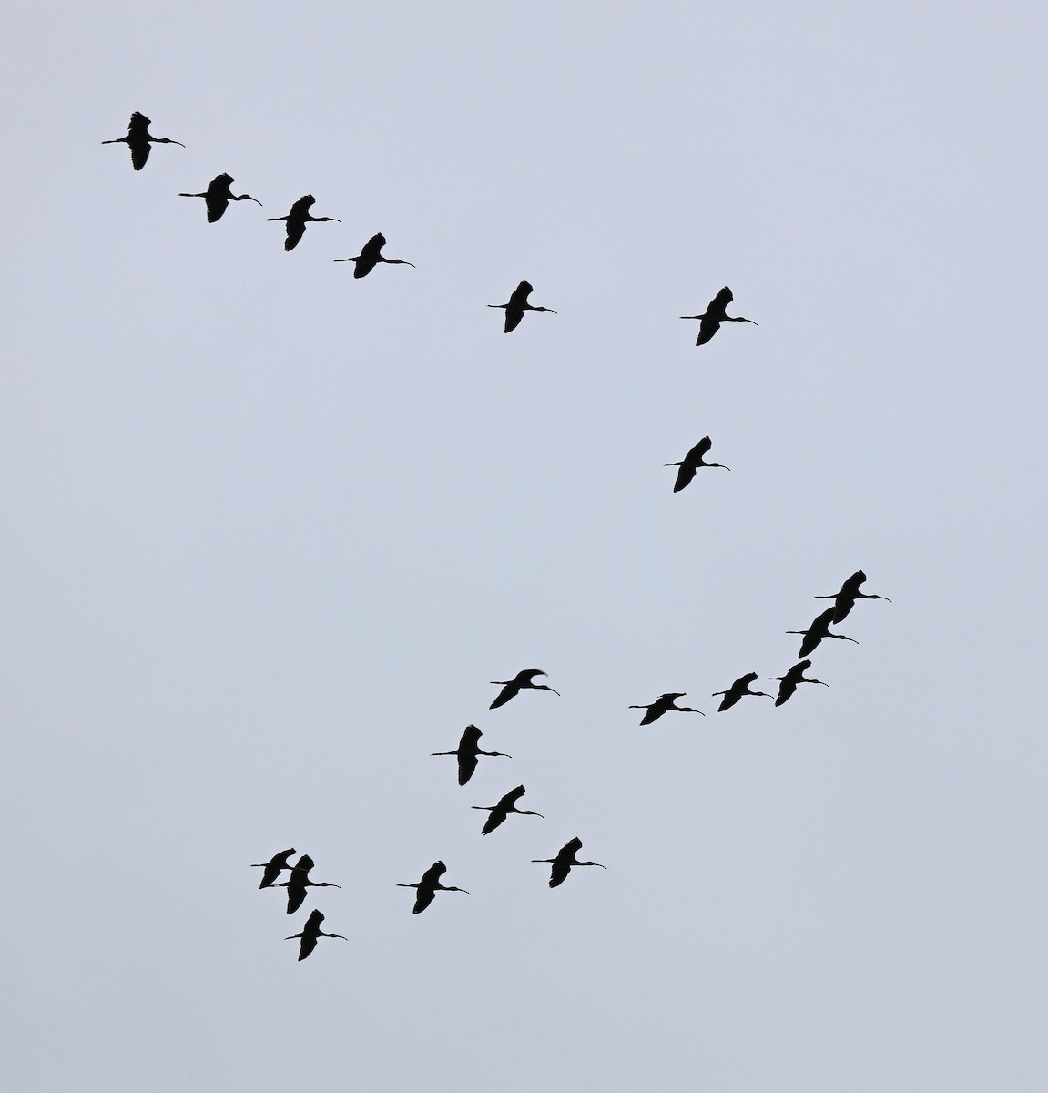 White-faced Ibis - ML66890441