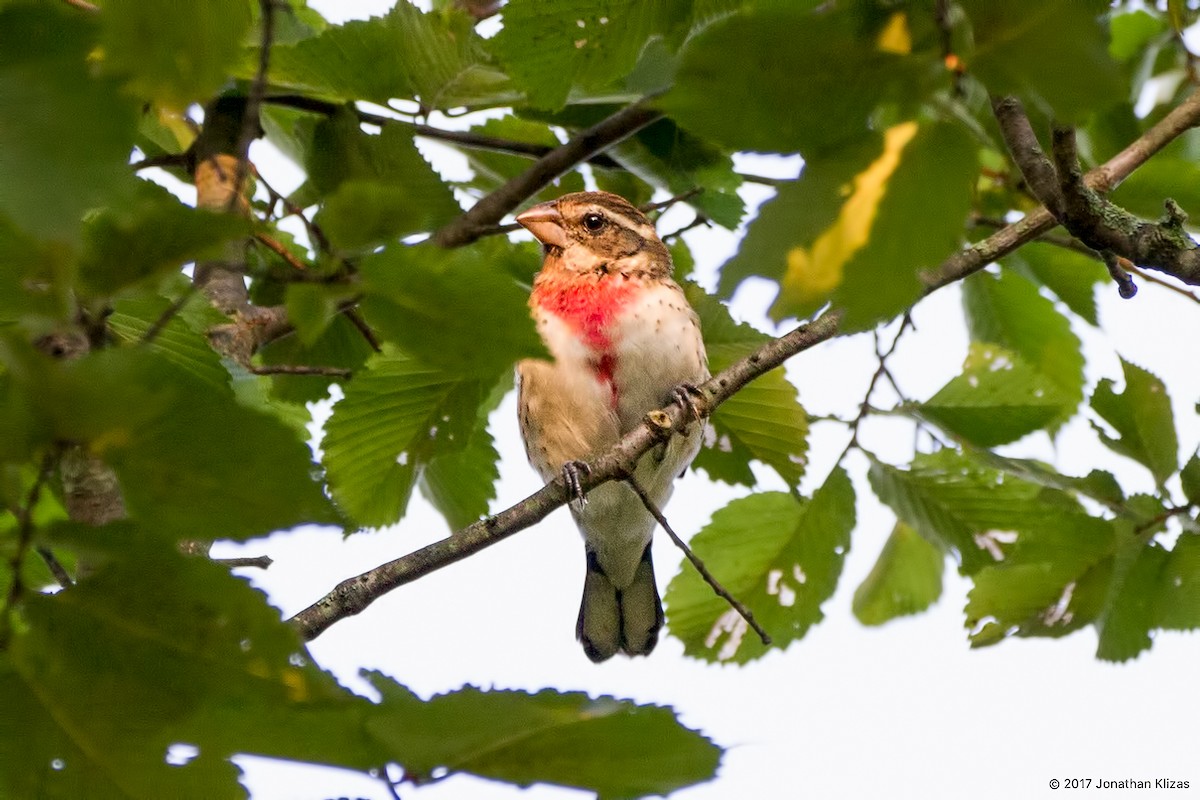 Rose-breasted Grosbeak - ML66890561