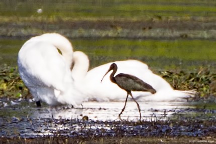 Glossy Ibis - ML66890601