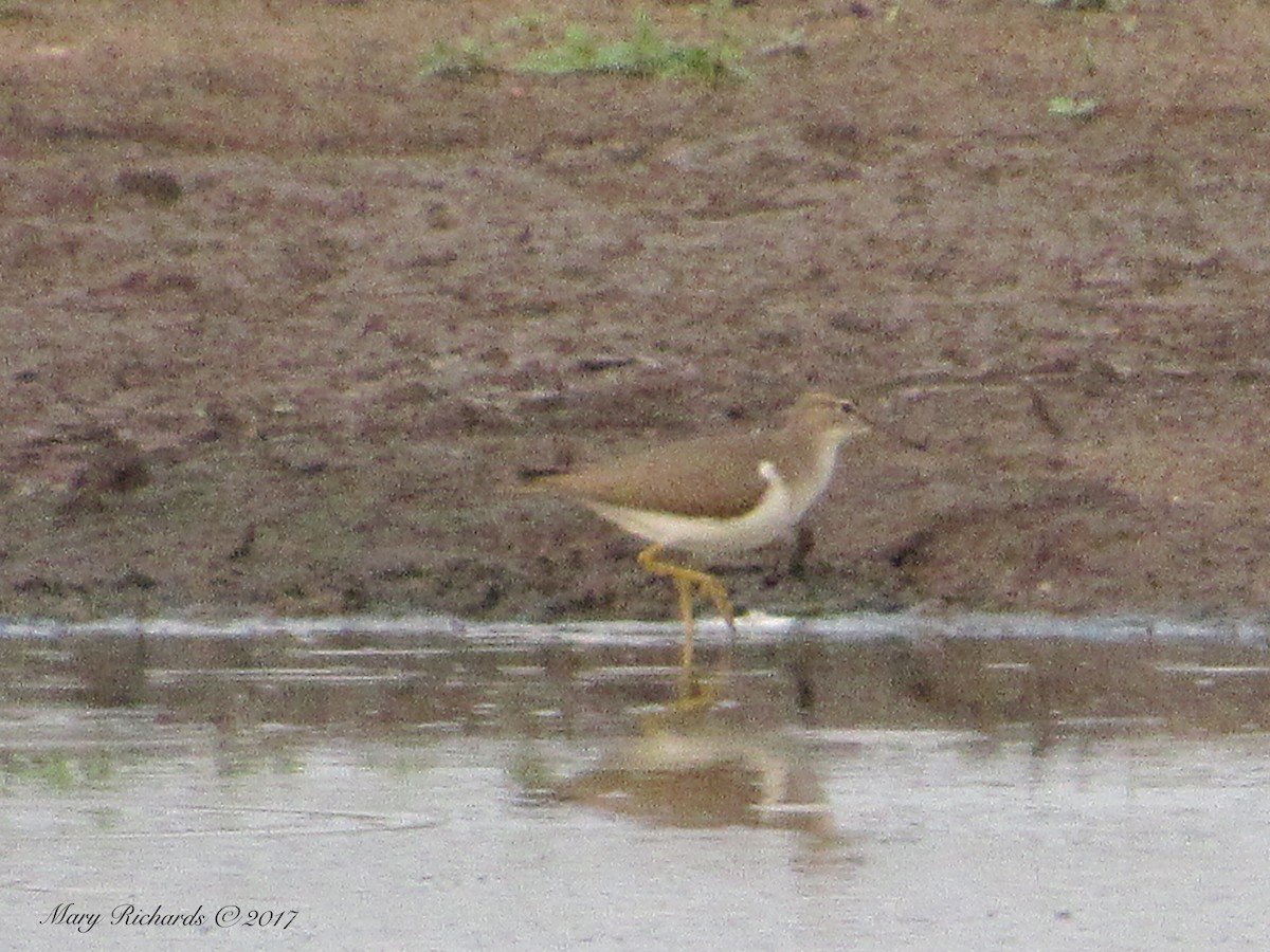 Spotted Sandpiper - Mary Richards