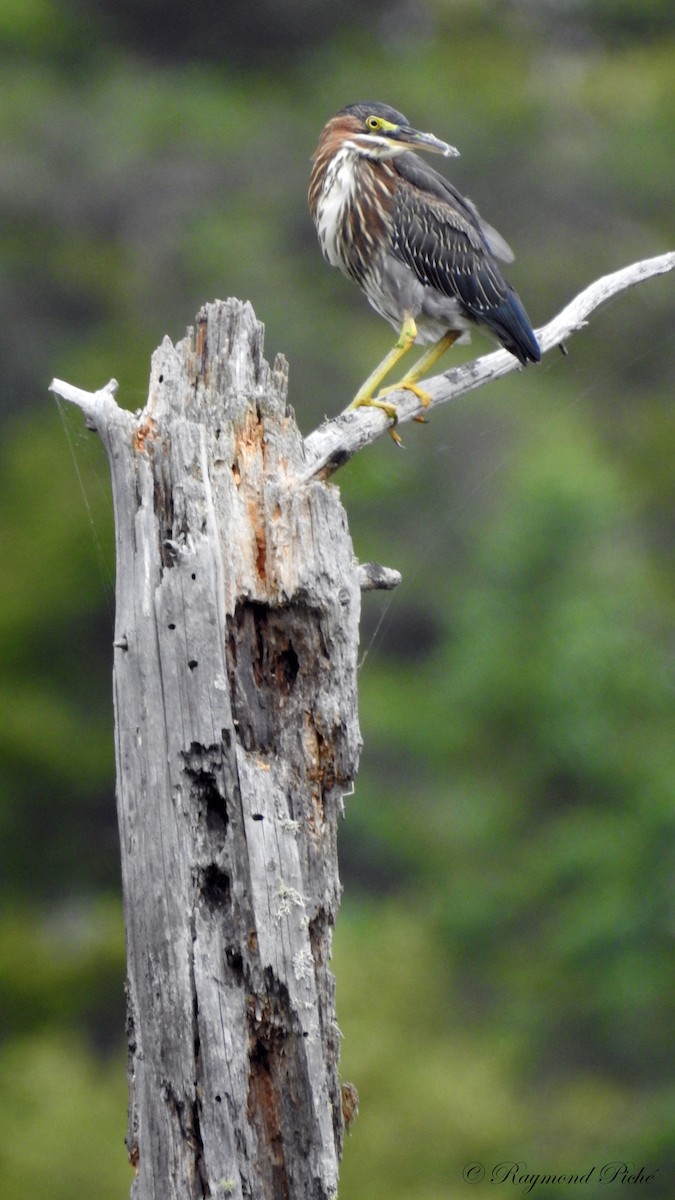 Green Heron - ML66891541