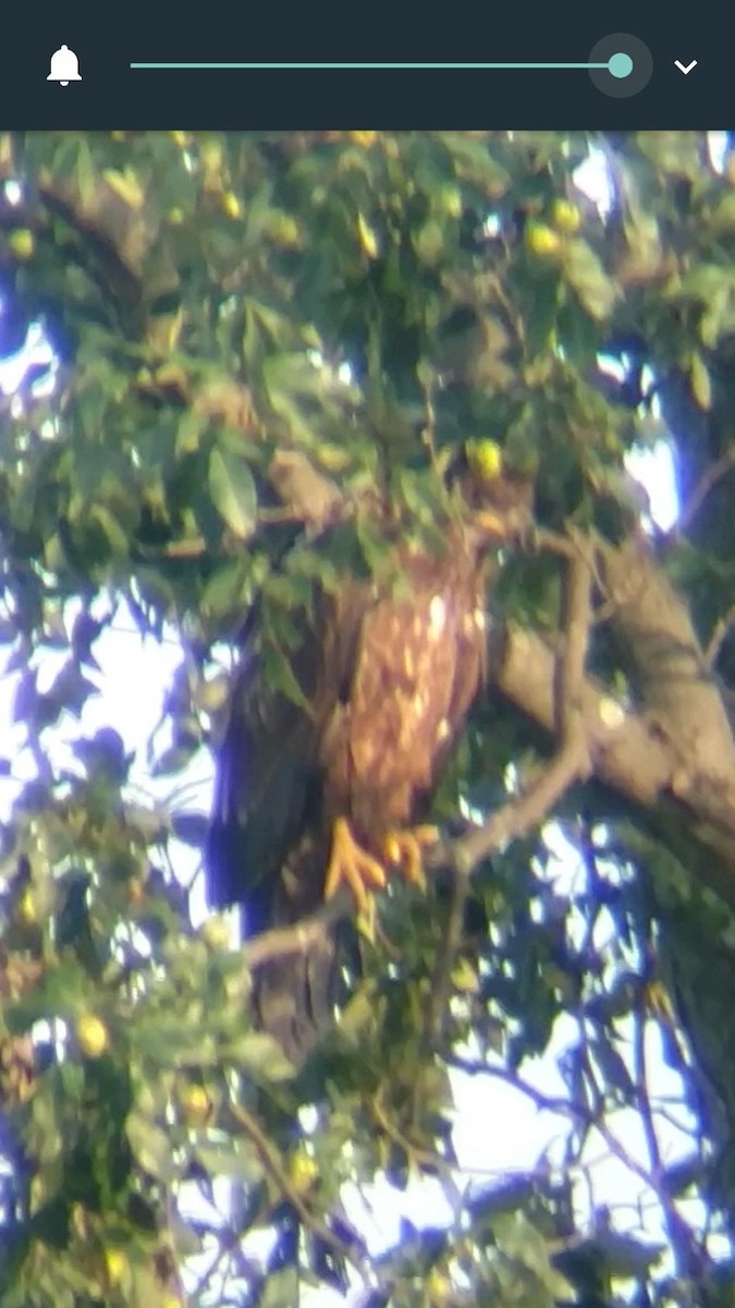 Bald Eagle - ML66894341