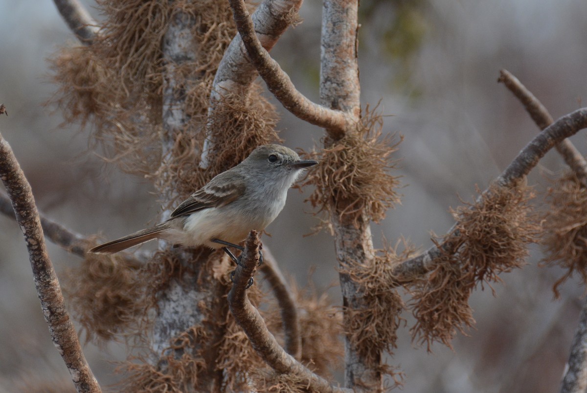 Galapagos Flycatcher - Ed Langmaid