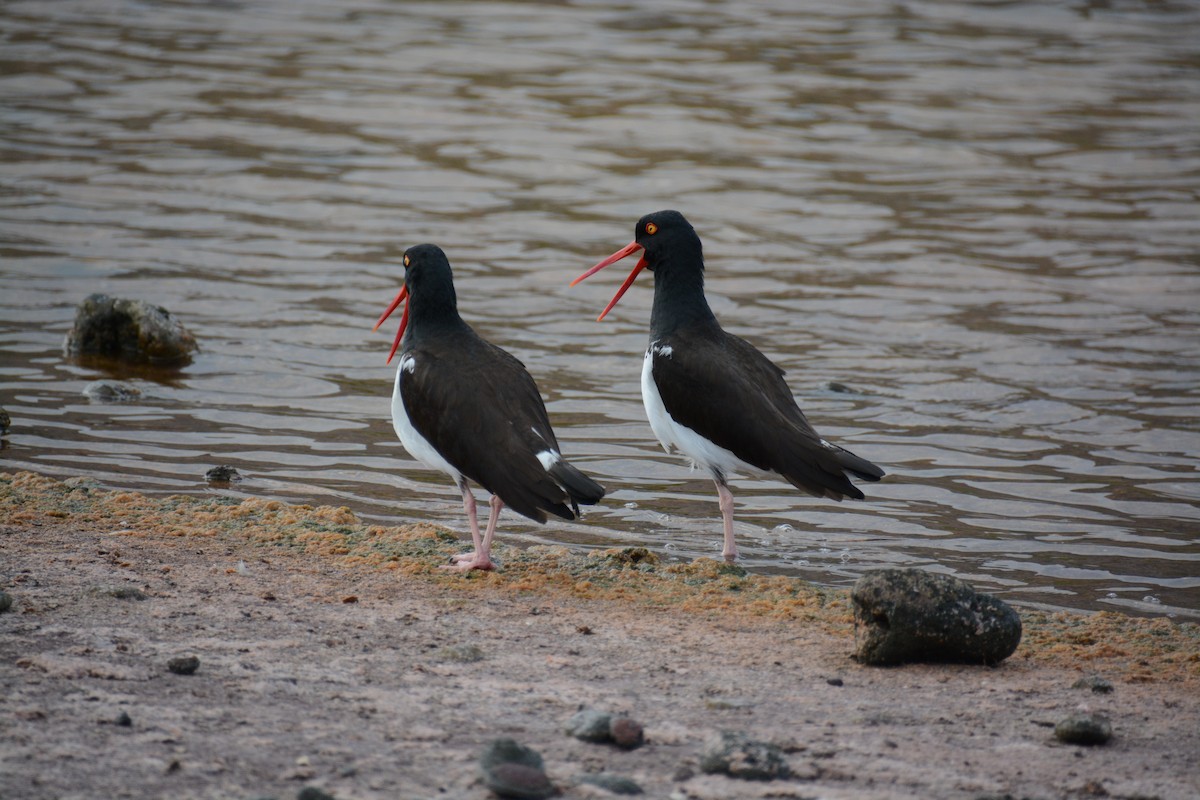 American Oystercatcher - ML66894591