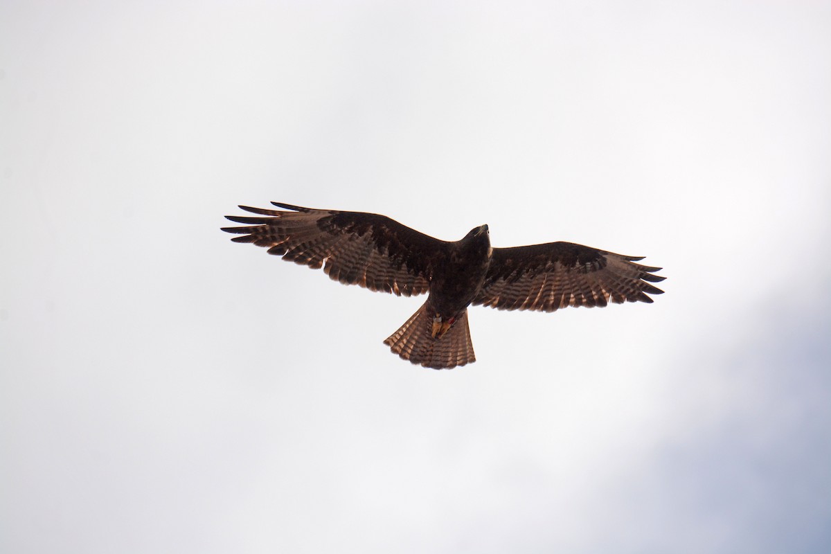 Galapagos Hawk - ML66894861
