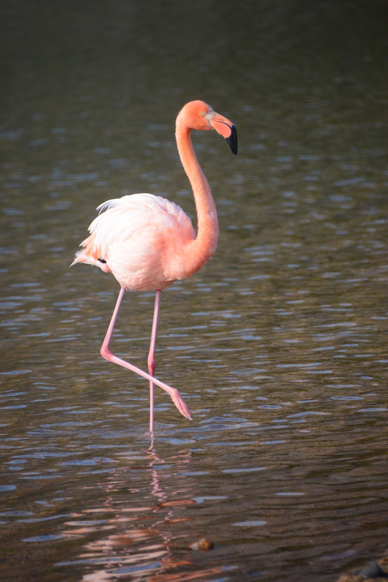 American Flamingo - ML66894921