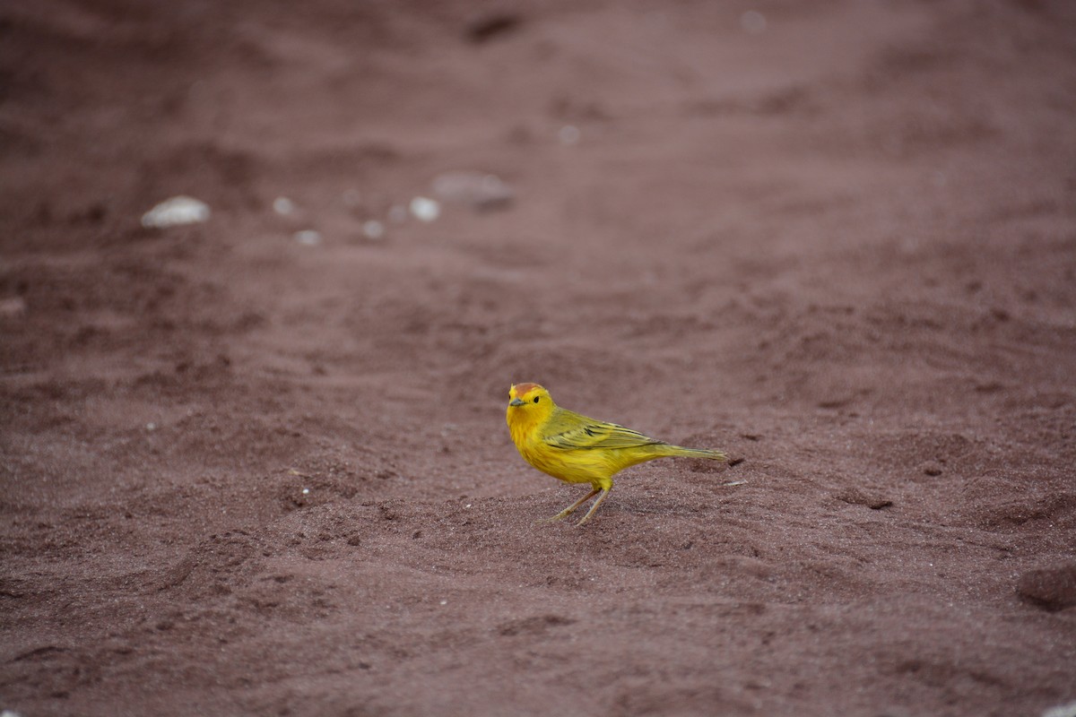 Mangrove Yellow Warbler - ML66894961