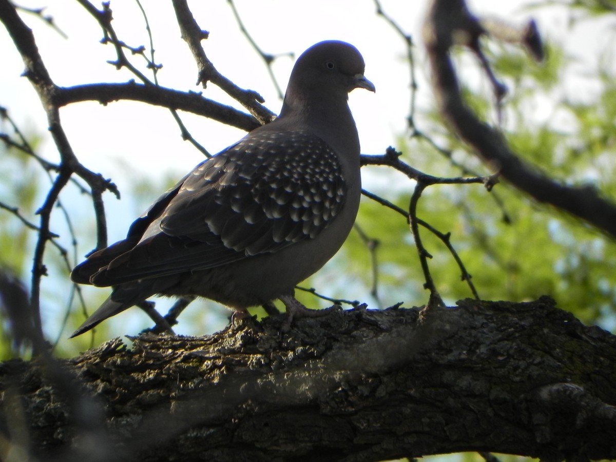 Spot-winged Pigeon - ML66895221