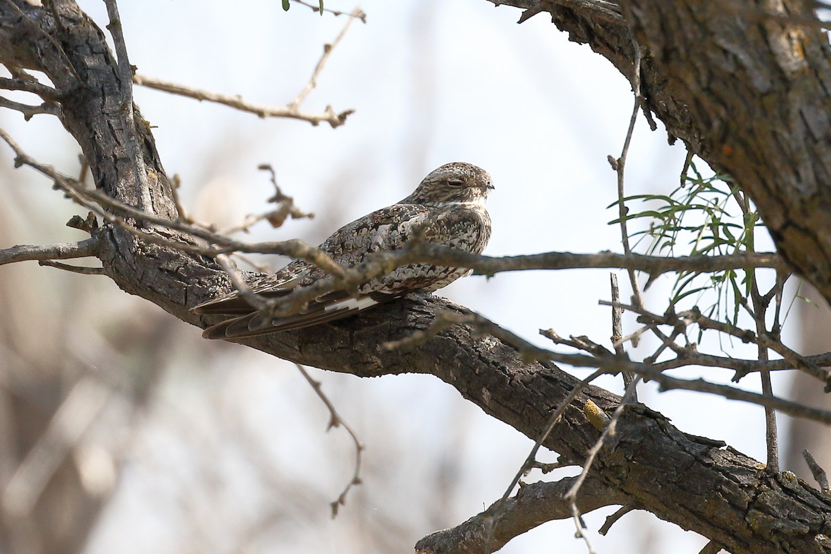 Common Nighthawk - ML66895861