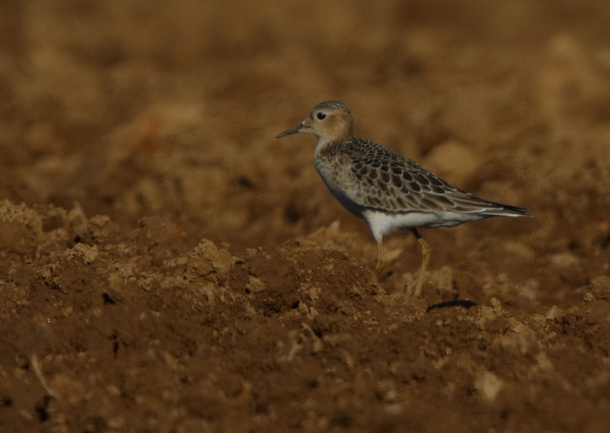 Buff-breasted Sandpiper - Dave Kerr