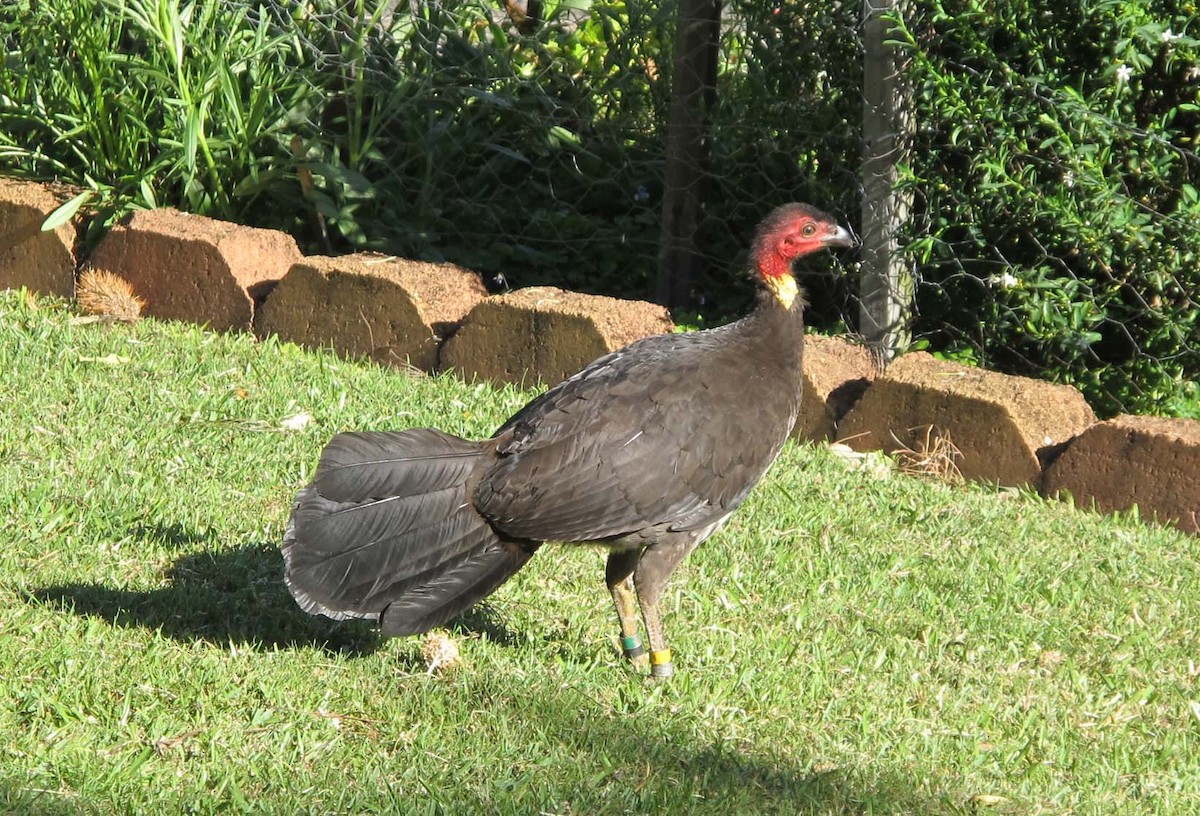 Australian Brushturkey - ML66897311