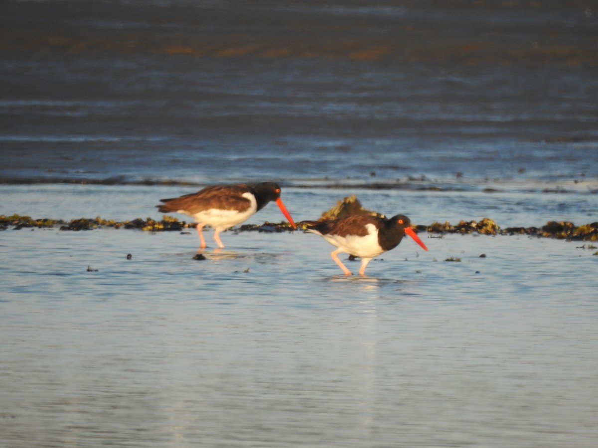 American Oystercatcher - ML66899071