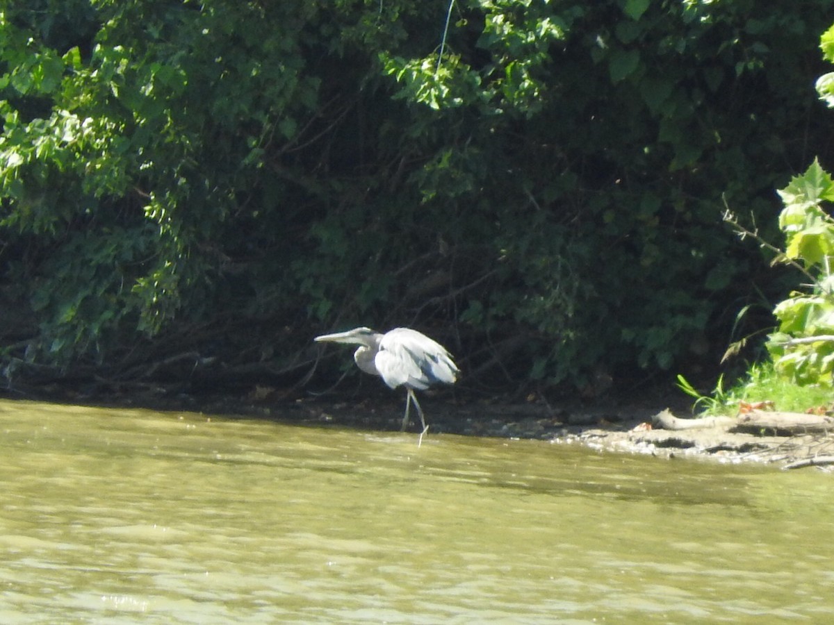 Great Blue Heron - ML66899881