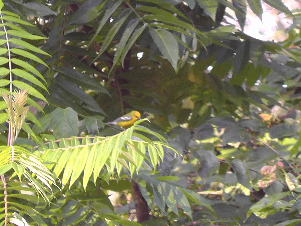 Blue-winged Warbler - Evan Edelbaum