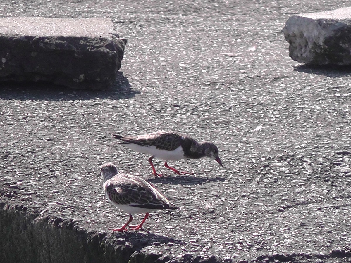 Ruddy Turnstone - ML66900411