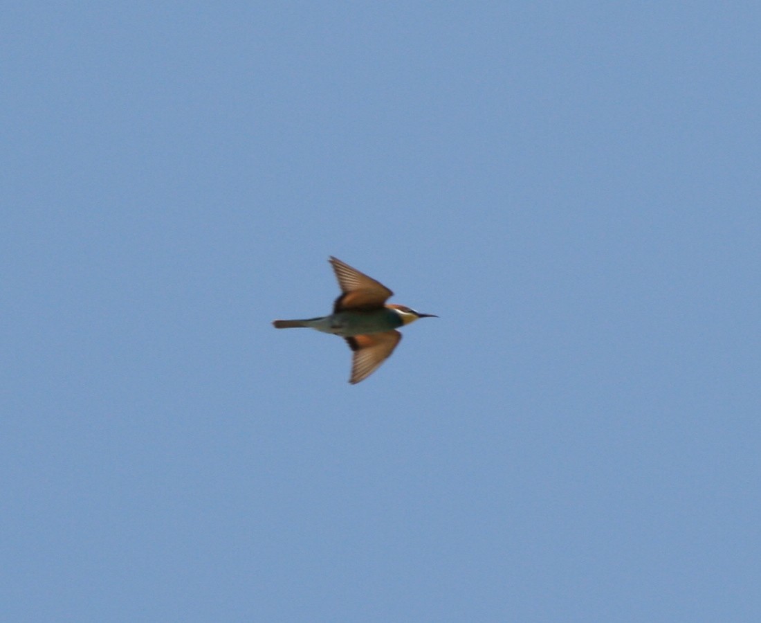 European Bee-eater - ML66900831