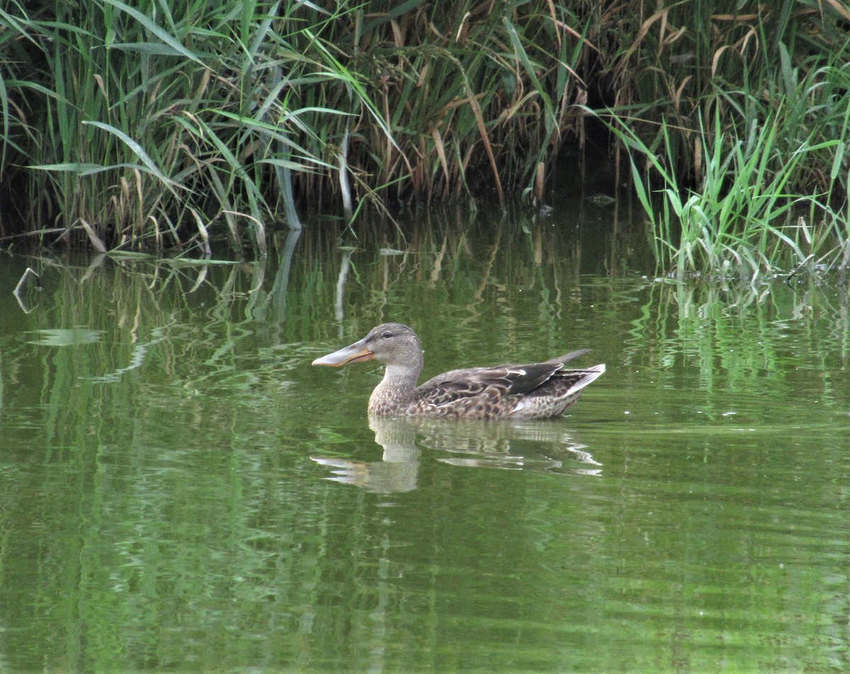 Northern Shoveler - ML66900841