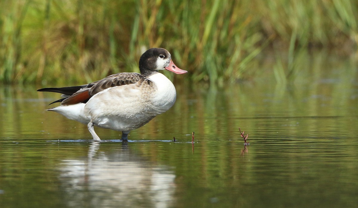 Common Shelduck - Luke Seitz