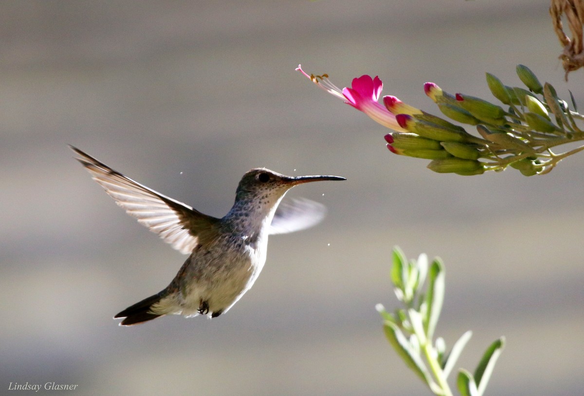 White-bellied Hummingbird - Lindsay Glasner