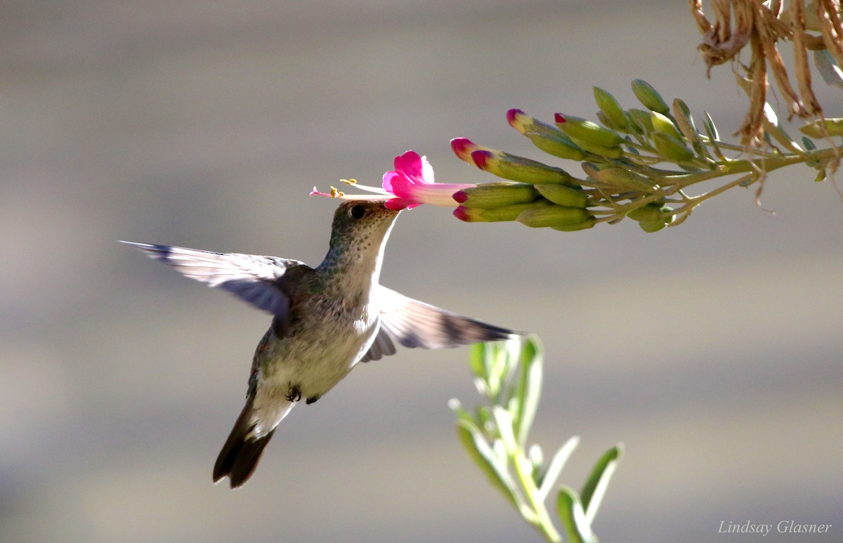 White-bellied Hummingbird - Lindsay Glasner