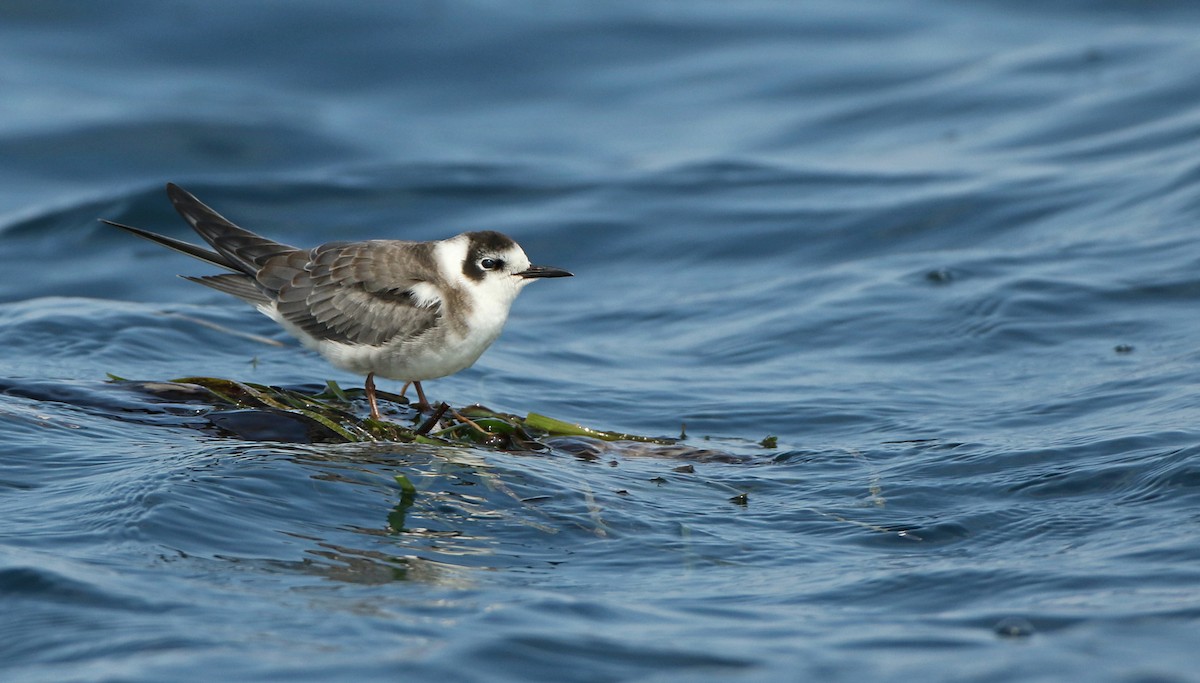 Black Tern - ML66902221