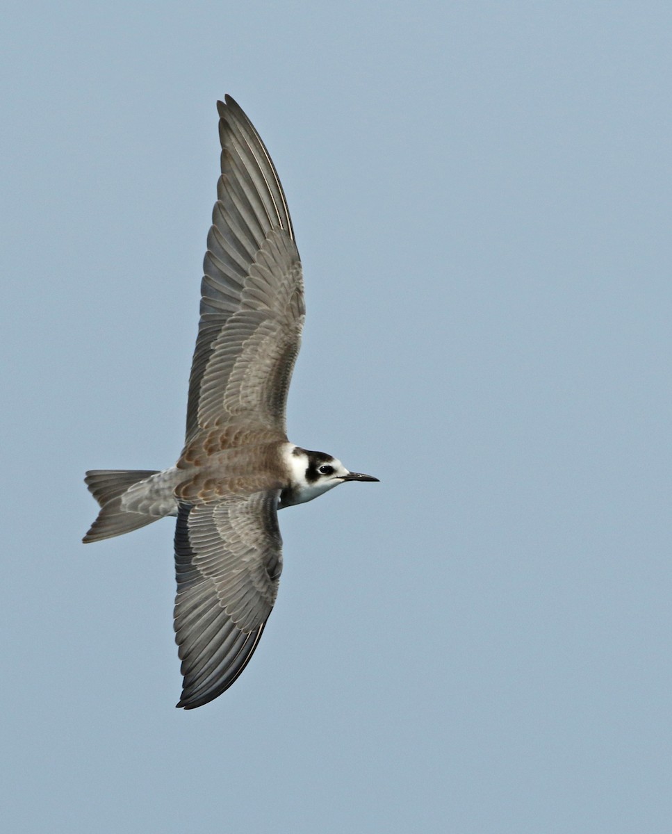 Black Tern - Luke Seitz