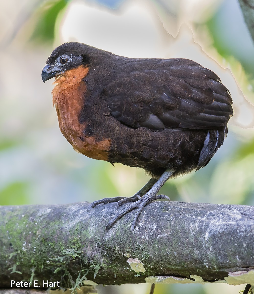 Dark-backed Wood-Quail - ML66902441