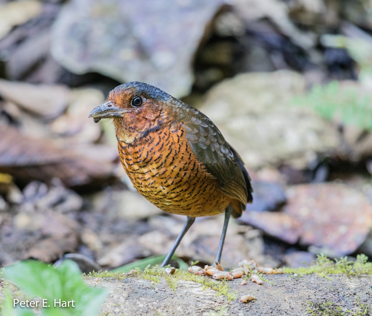 Giant Antpitta - Peter Hart