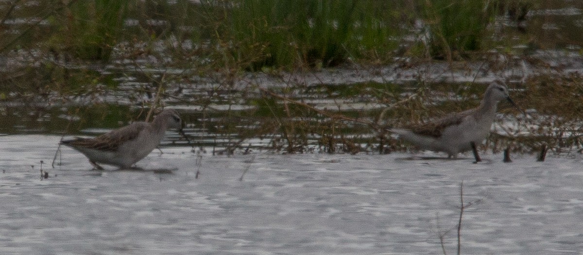 Wilson's Phalarope - Joel Strong