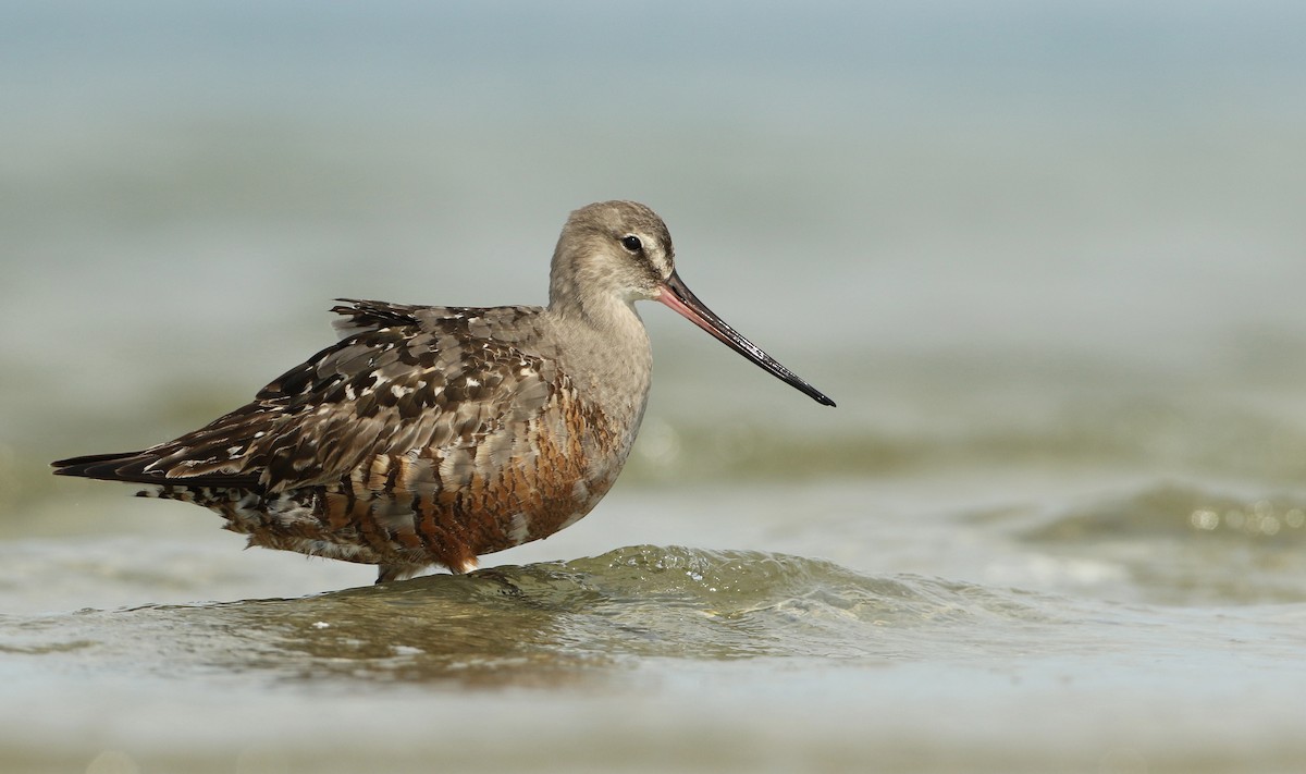 Hudsonian Godwit - ML66903591